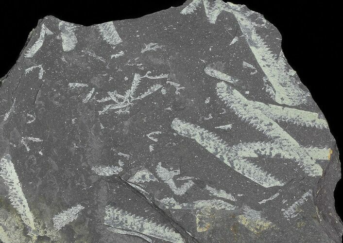 Fossil Graptolites (Didymograptus) - Great Britain #66628